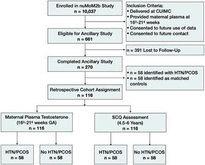 Hypertensive disorders during pregnancy and polycystic ovary syndrome are associated with child communication and social skills in a sex-specific and androgen-dependent manner